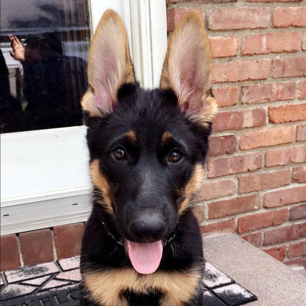 Meet your Posher, Elizabeth